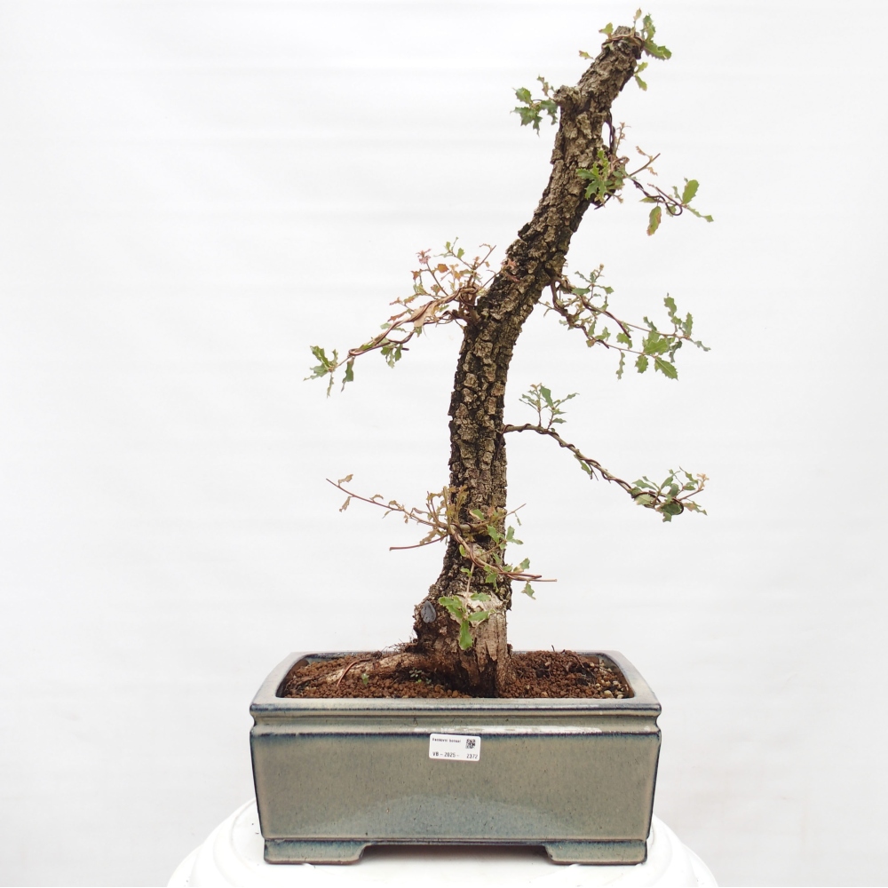 Yamadori - Quercus Ilex -Oakhulst