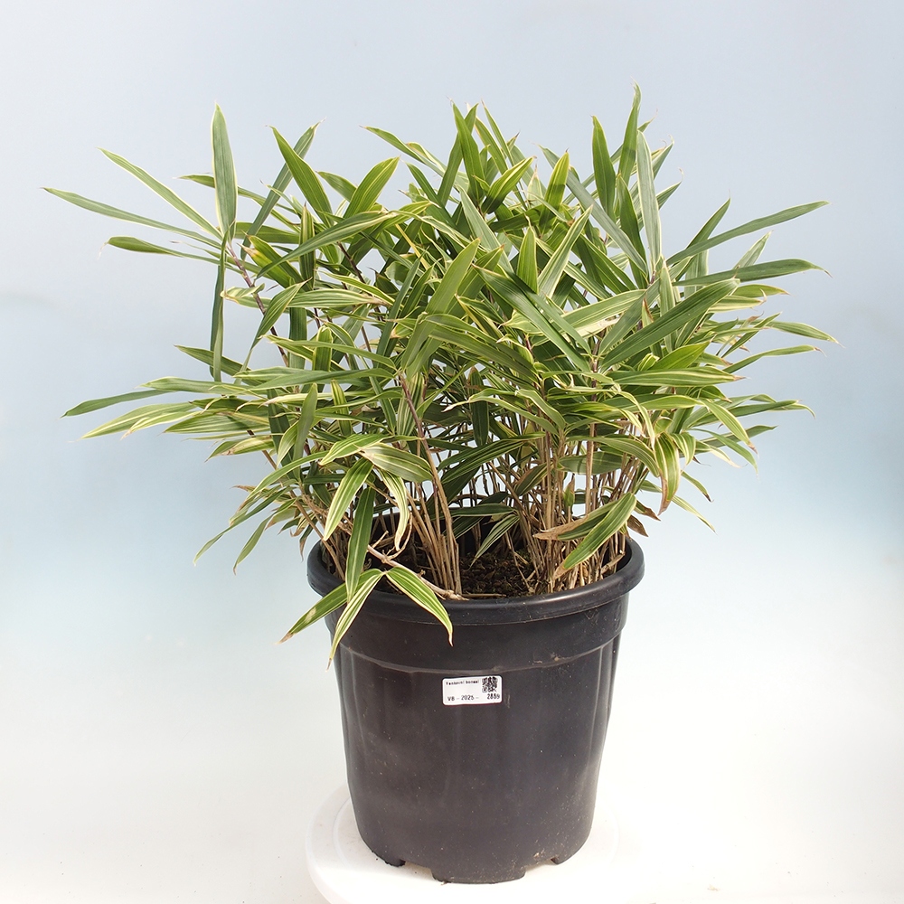Bonsai voor buiten - Sasaella masamuneana Albostriata - Bamboe