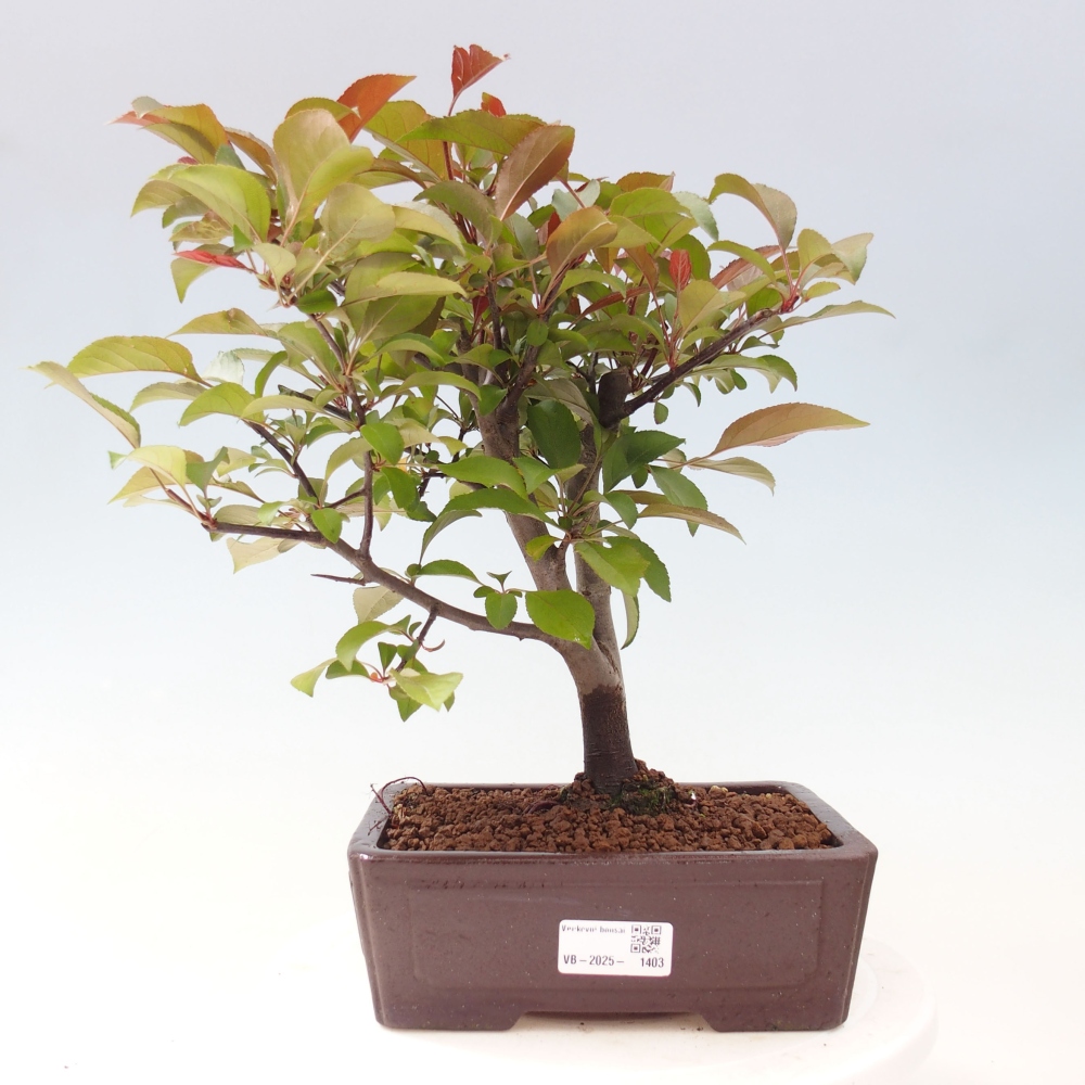 Bonsai voor buiten -Malus domestica - Roodbladige appelboom met kleine vruchten