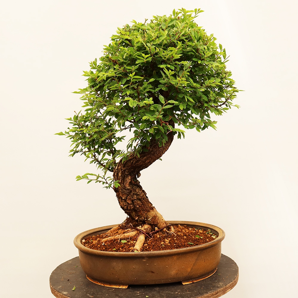Bonsai voor buiten - Zelkova - Zelkova NIRE