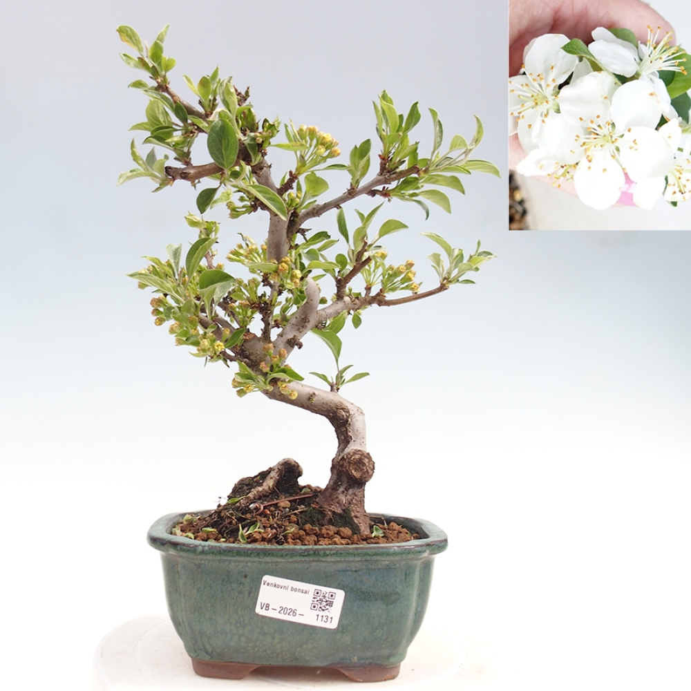 Bonsai voor buiten - Malus sargentii - Appelboom met kleine vruchten
