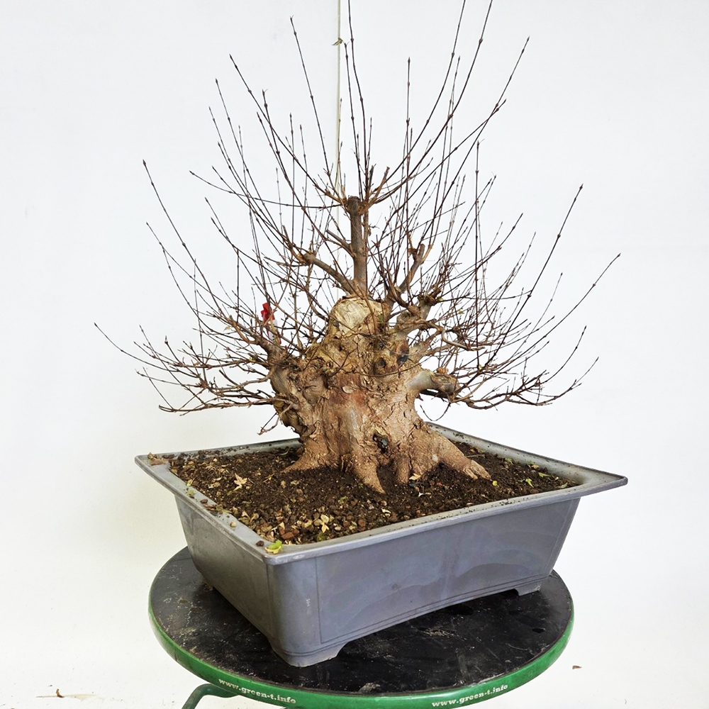Bonsai esdoorn voor buiten - Acer Burgeriana