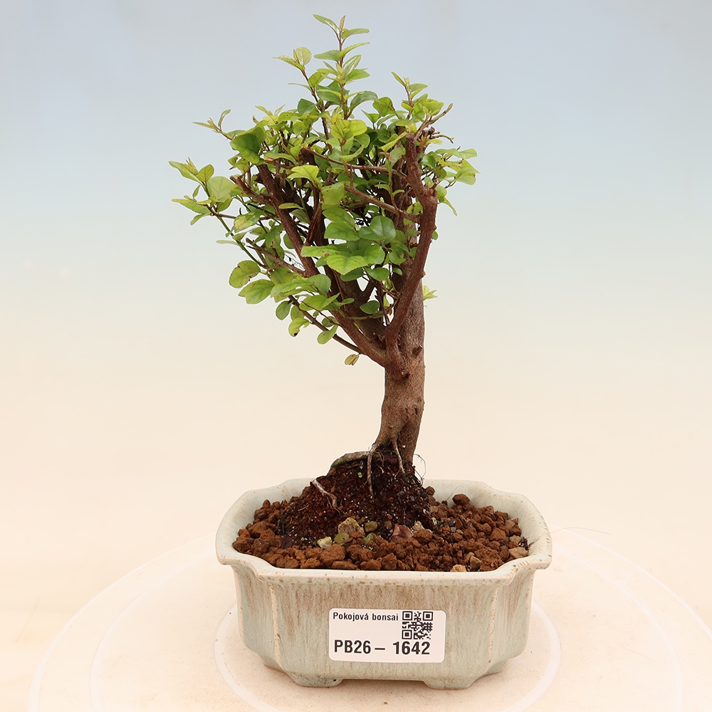 Kamerbonsai - Sageretia thea - Sageretia thea