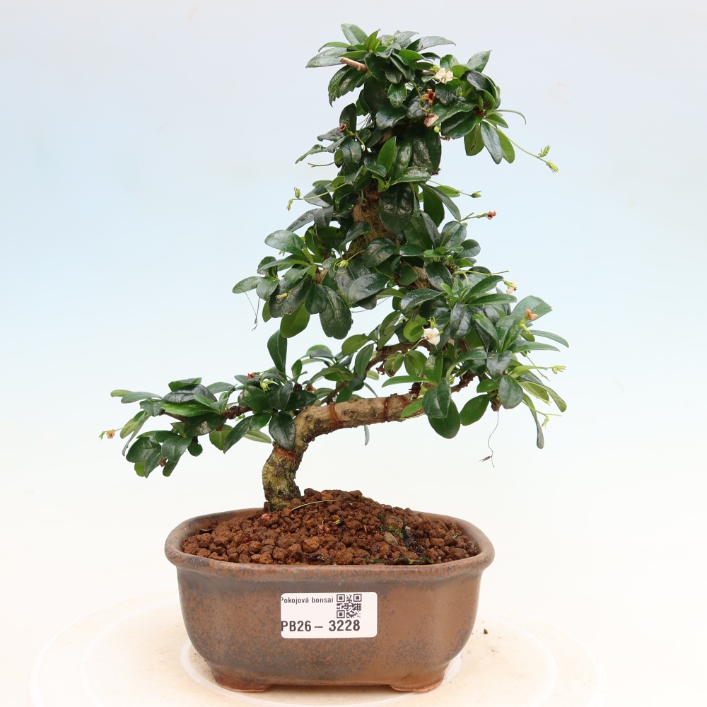 Kamerbonsai - Carmona macrophylla - Thee fuki