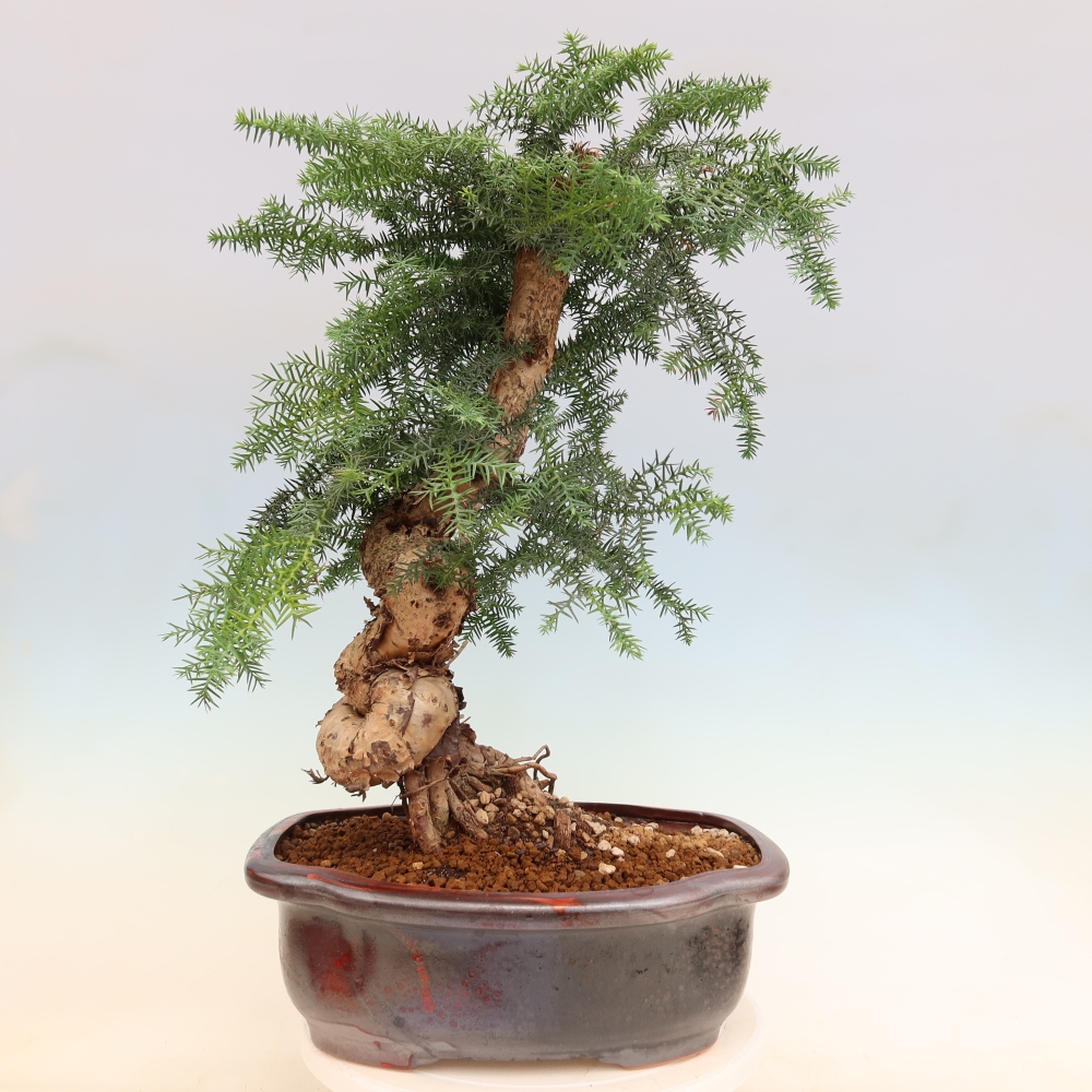 Kamerbonsai - Araucaria - kamer spar