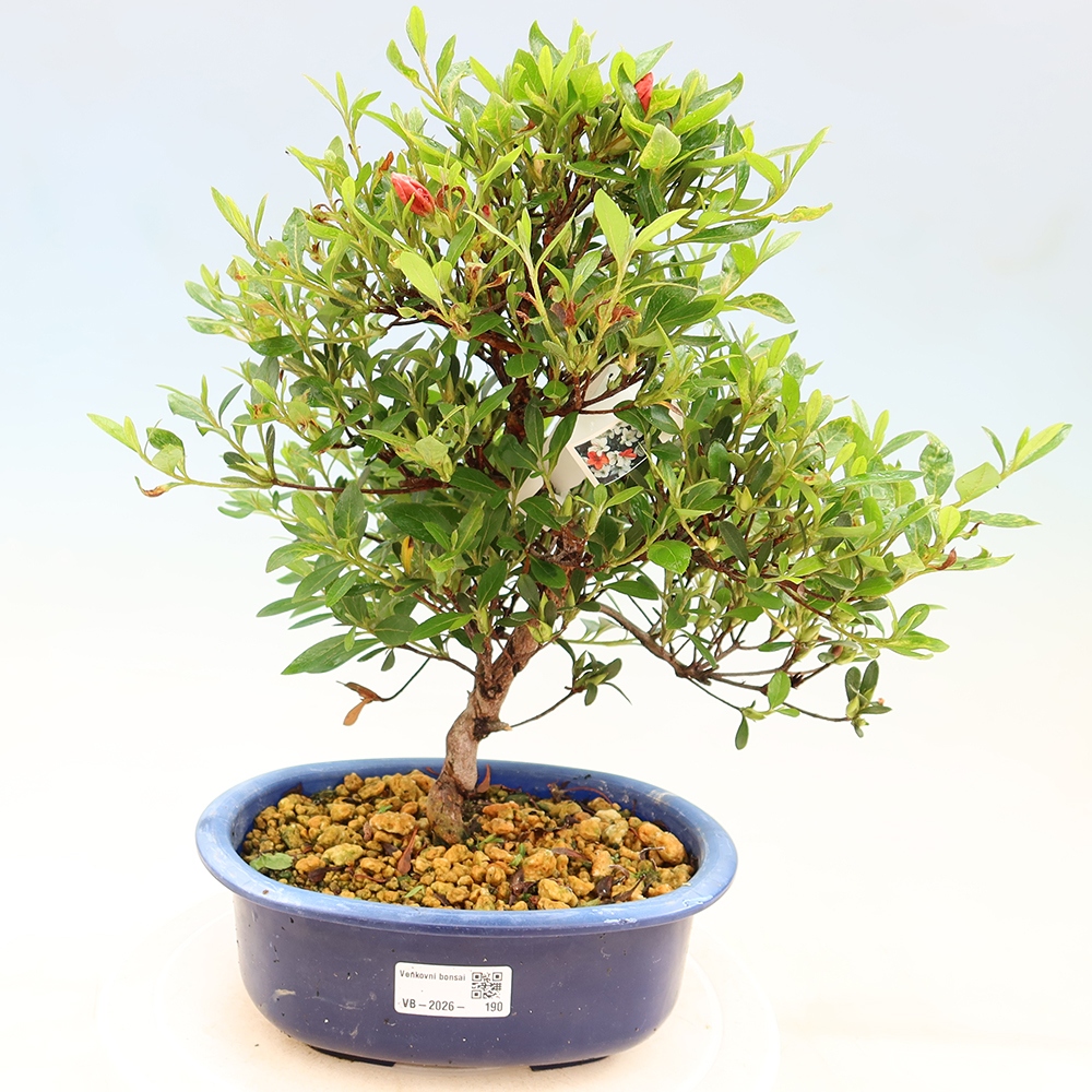 Bonsai voor buiten - Japanse azalea - Azalea Matsunami