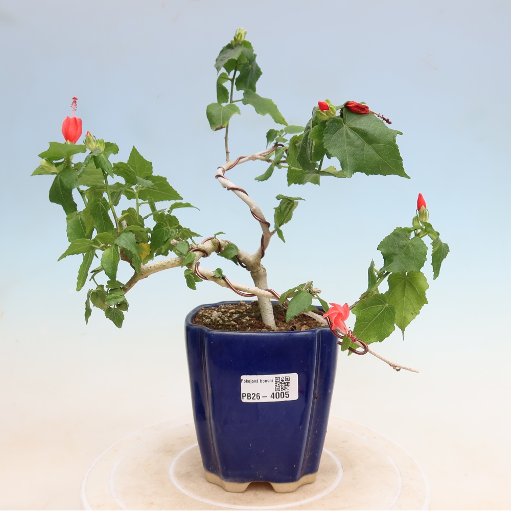 Bonsai voor binnen - Malvaviscus arboreus