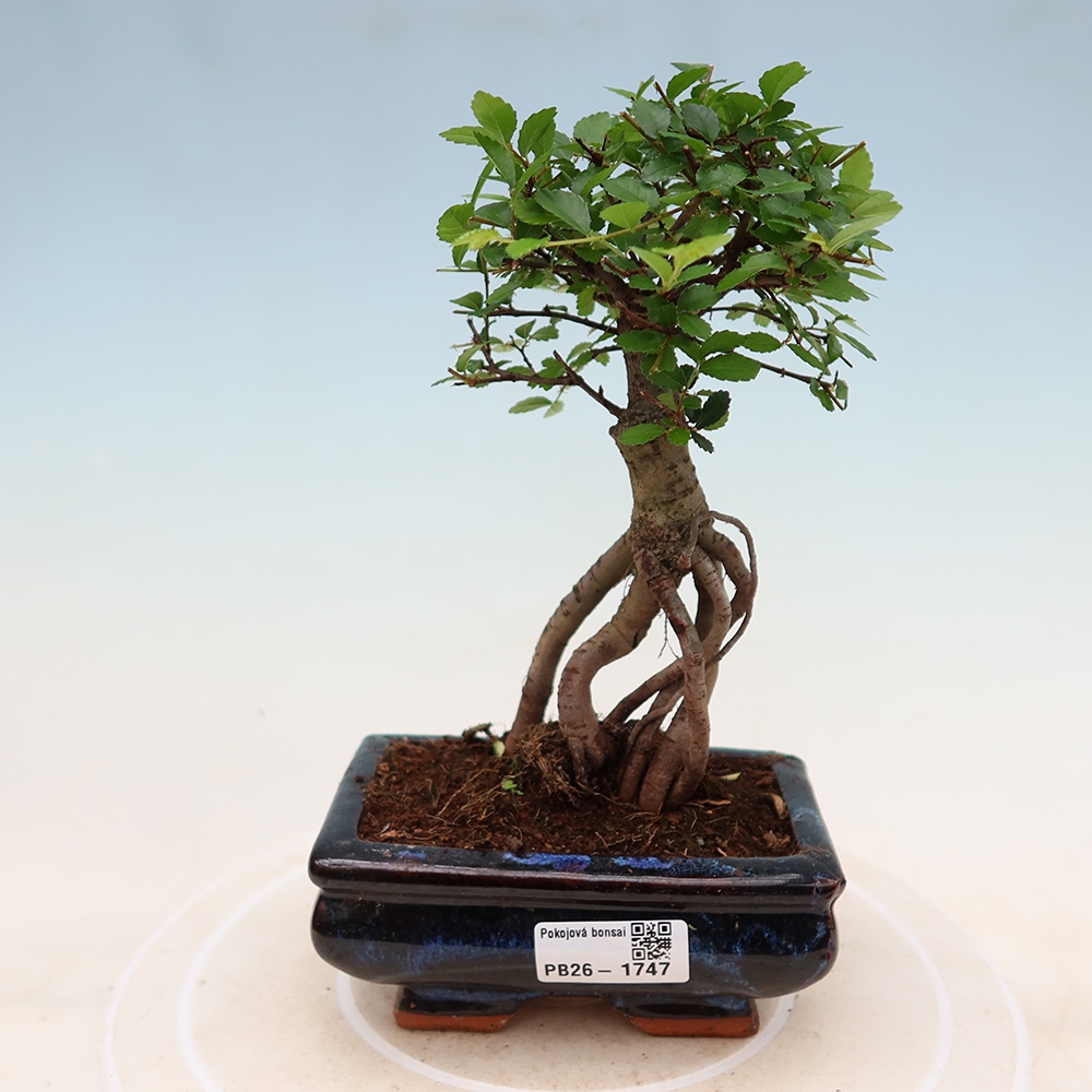 Kamerbonsai - Ulmus parvifolia - Winteriep