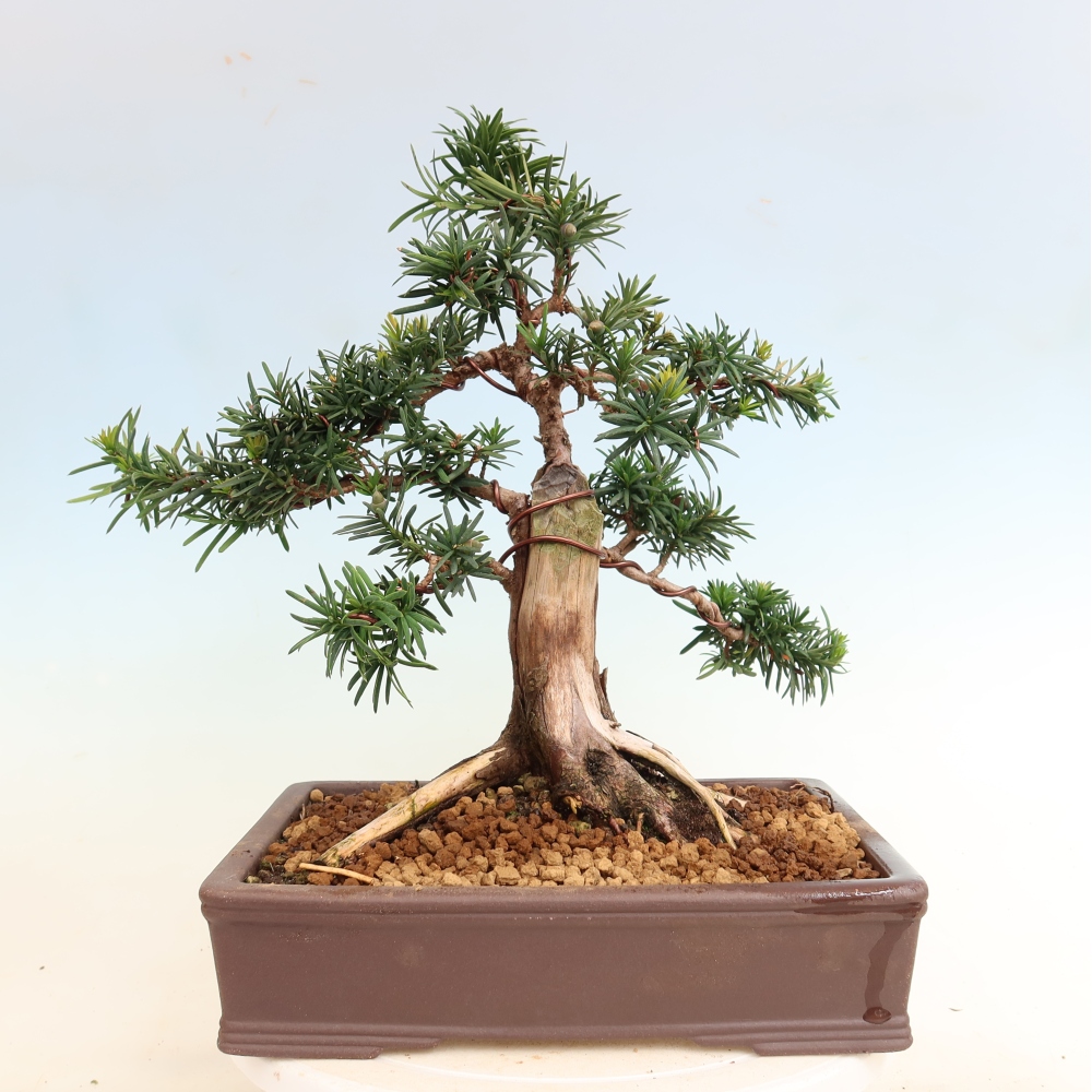 Bonsai voor buiten - Taxus cuspidata - Japanse Taxus
