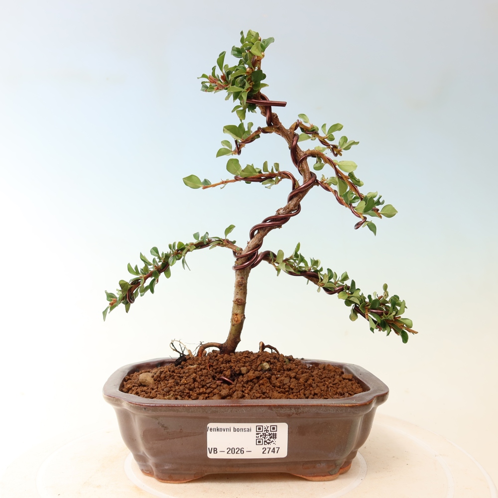 Bonsai voor buiten - Cotoneaster horizontalis - Rocky Mountain
