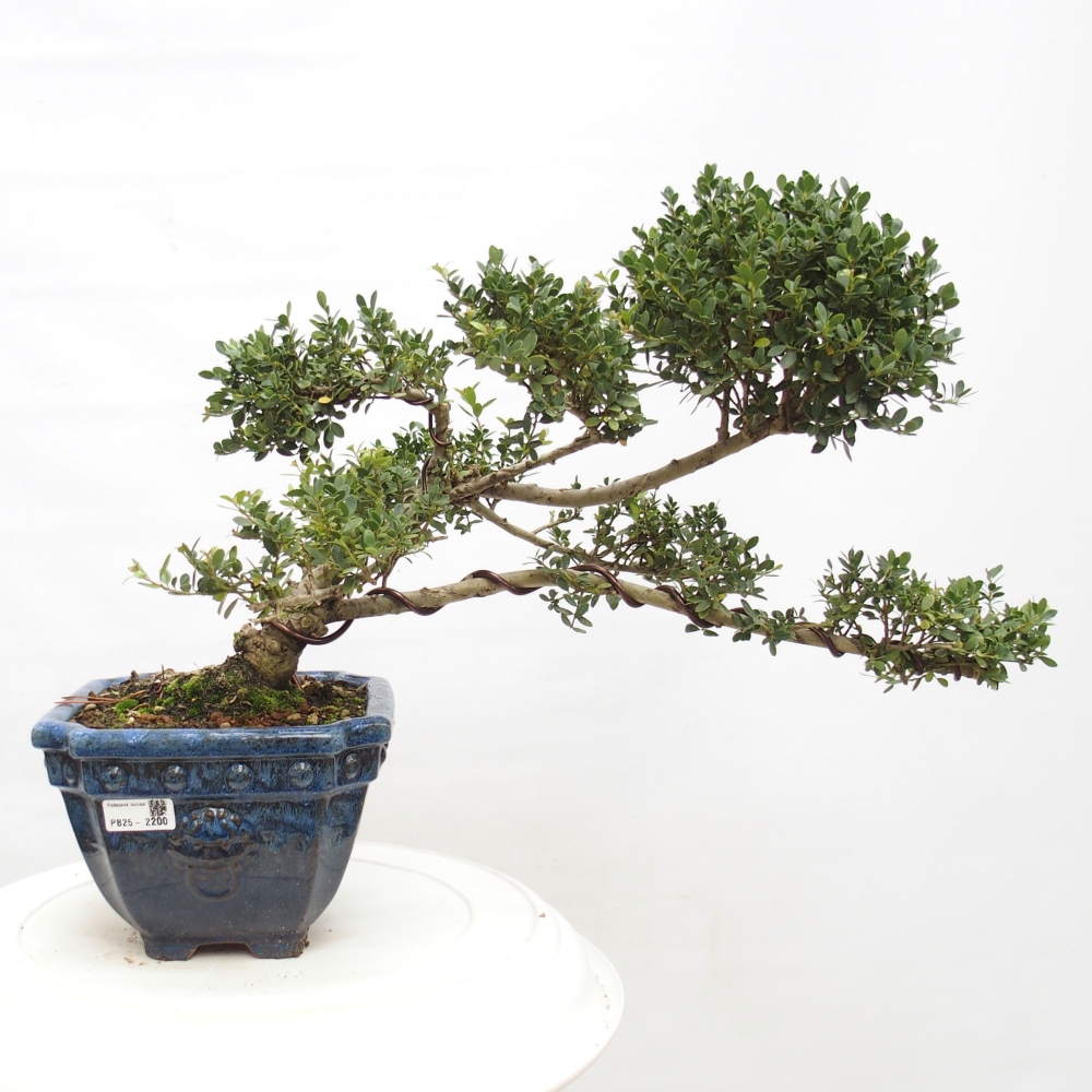 Kamerbonsai - Ilex crenata - Hulst