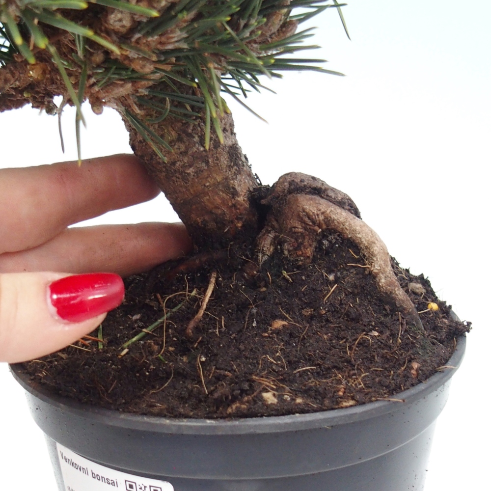 Bonsai voor buiten - Pinus thunbergii senjyumaru - Thunberg den