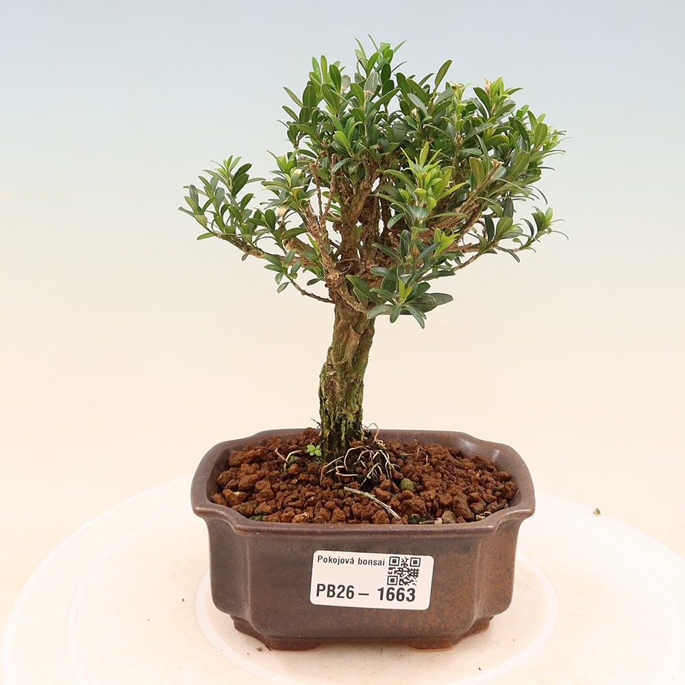 Kamerbonsai - Buxus harlandii - kurk buxus