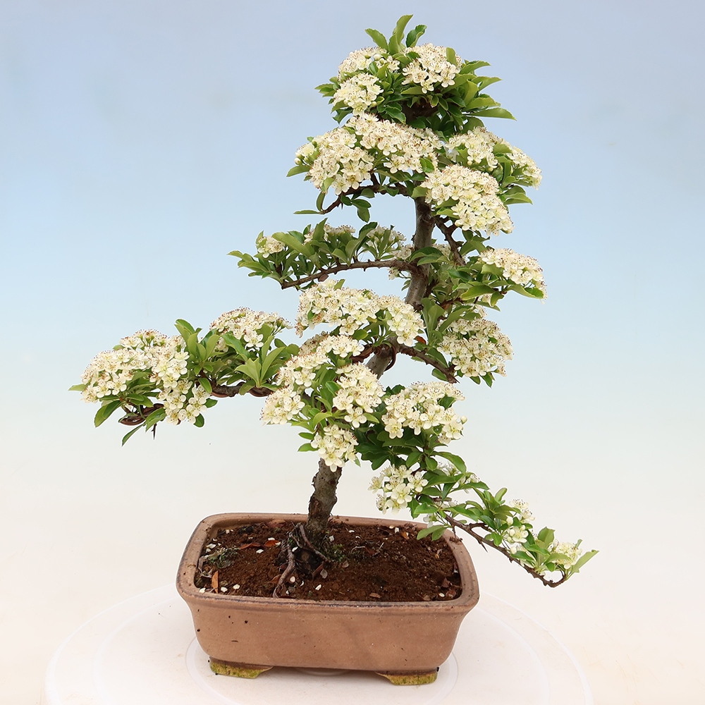 Buitenbonsai - Pyracantha teton - Vuurdoorn
