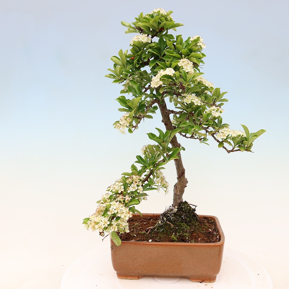 Buitenbonsai - Pyracantha teton - Vuurdoorn