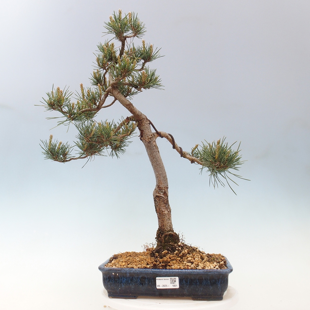 Bonsai voor buiten - Pinus Sylvestris Watererri - grove den