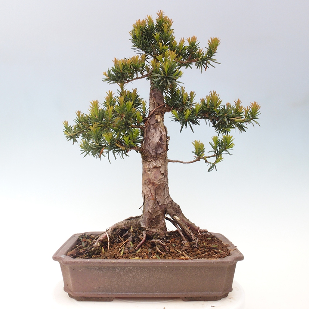 Bonsai voor buiten - Taxus cuspidata - Japanse Taxus