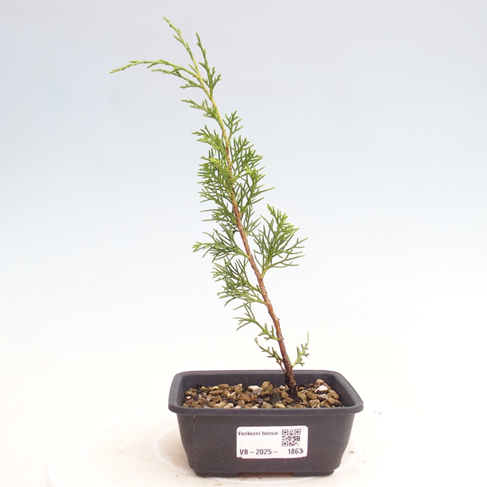 Bonsai voor buiten - Juniperus chinensis Itoigawa