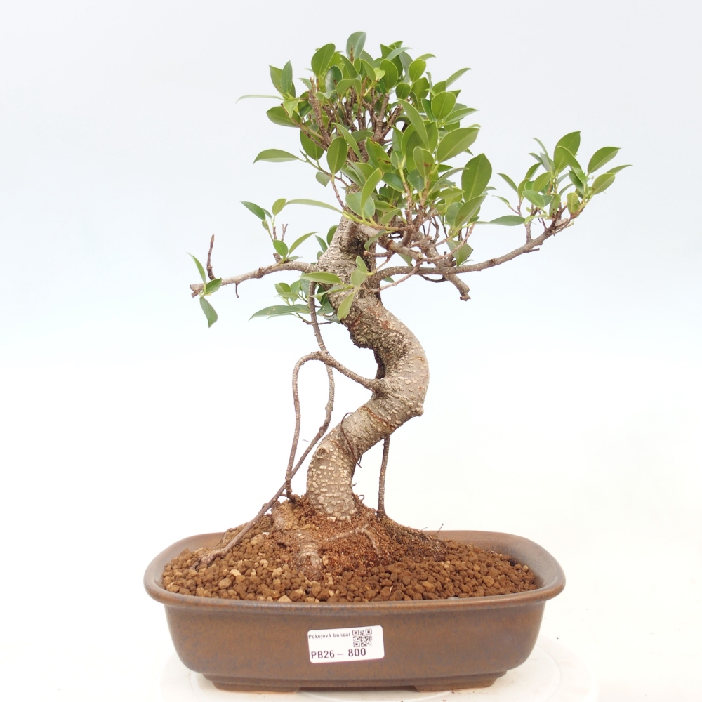 Kamerbonsai - Ficus kimmen - kleinbladige ficus
