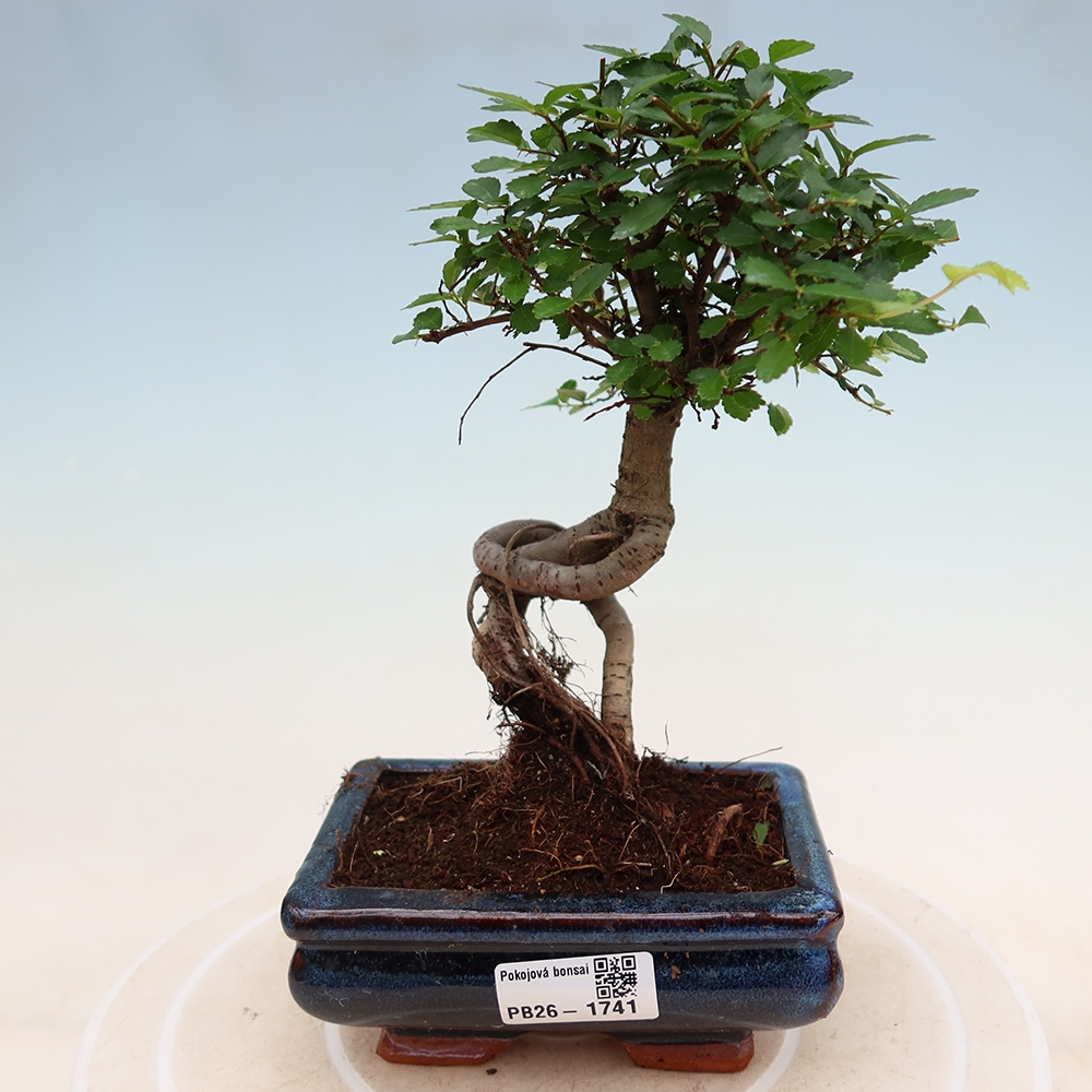 Kamerbonsai - Ulmus parvifolia - Winteriep