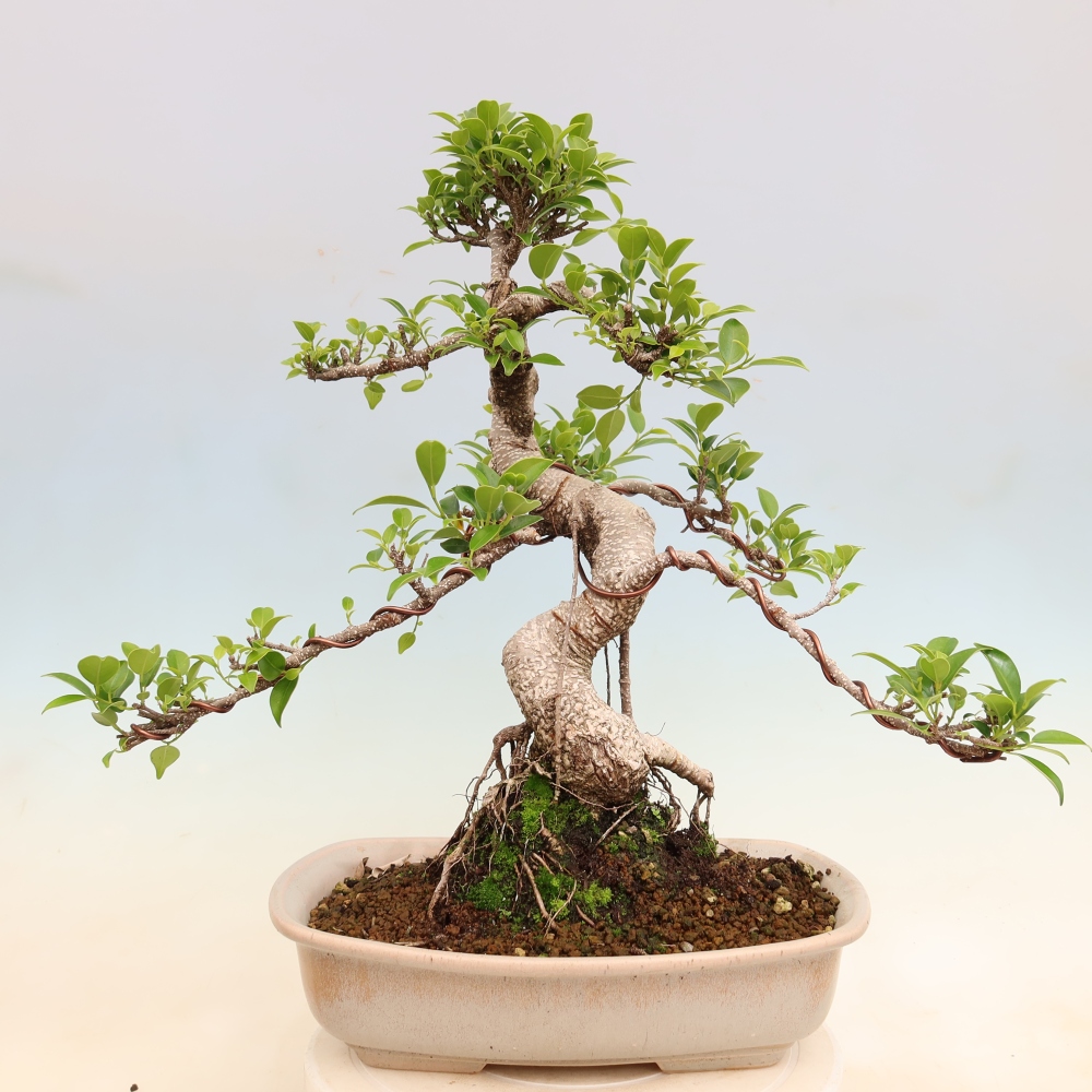 Kamerbonsai - Ficus kimmen - kleinbladige ficus