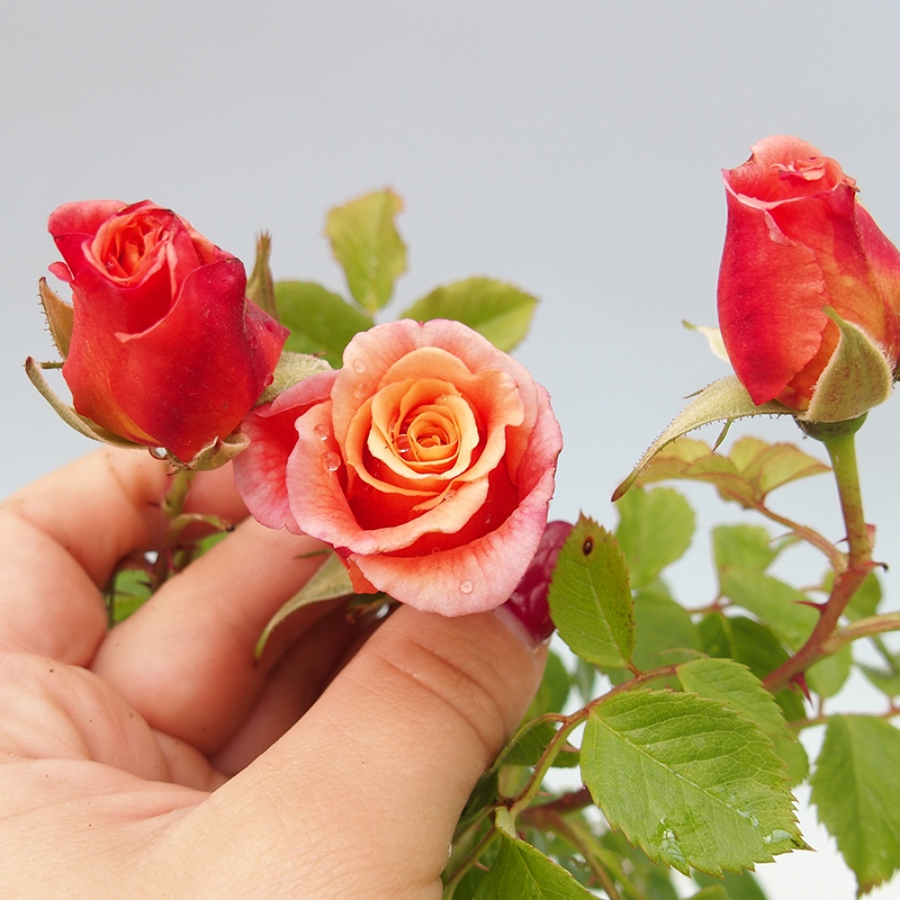 Bonsai voor buiten - Rosa Kordes - roos