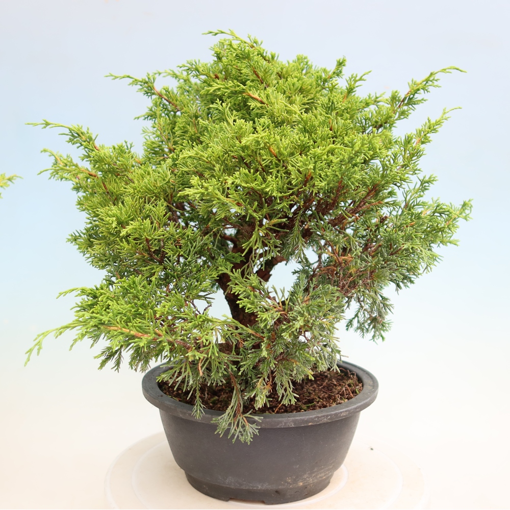 Bonsai voor buiten - Juniperus chinensis Itoigawa-Juniperus chinensis