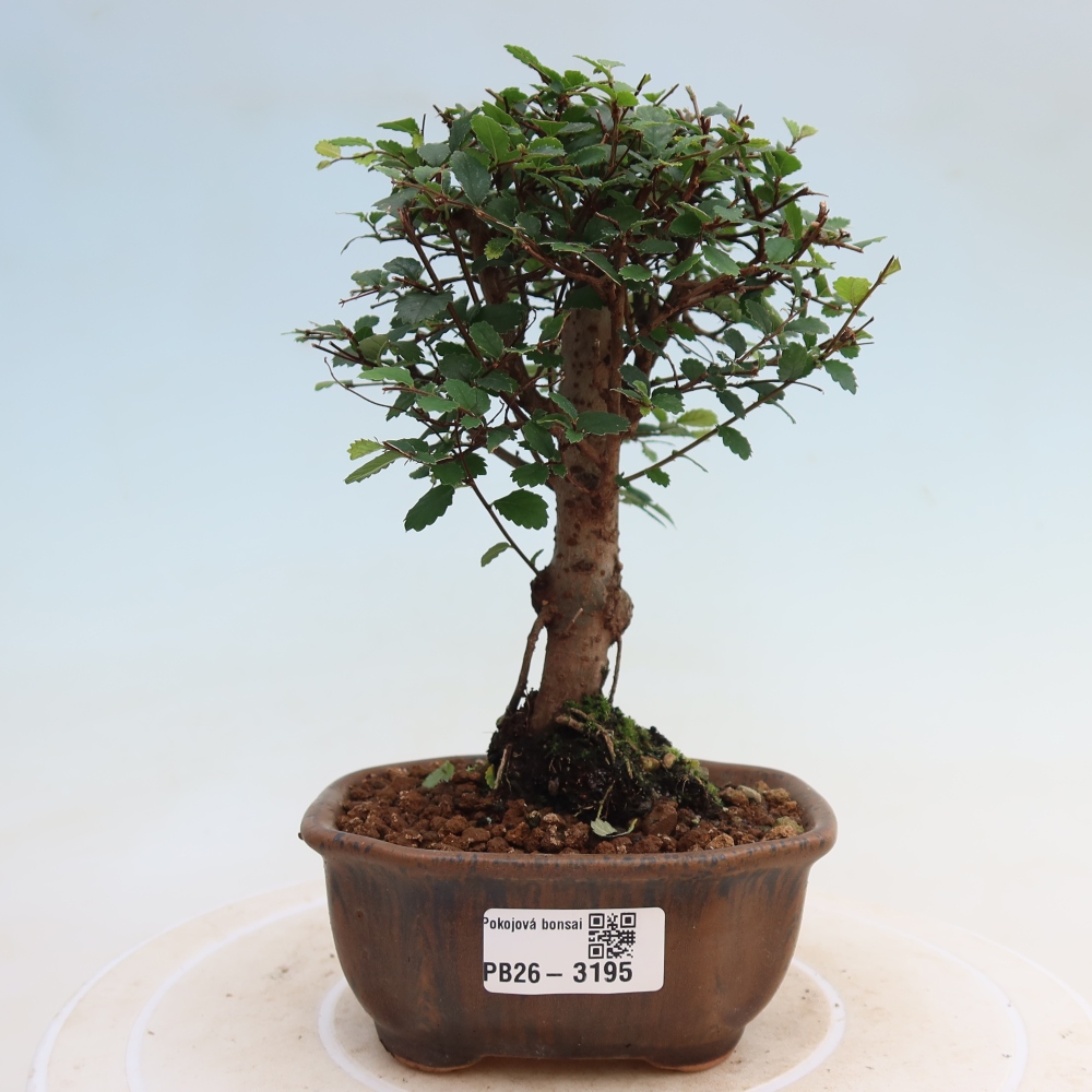 Kamerbonsai - Ulmus parvifolia - Winteriep