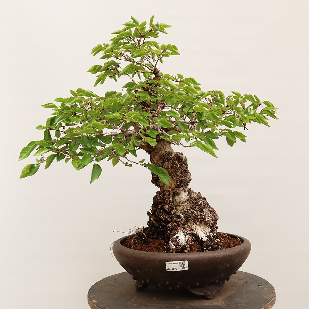 Bonsai voor buiten -Carpinus Coreana - Koreaanse haagbeuk