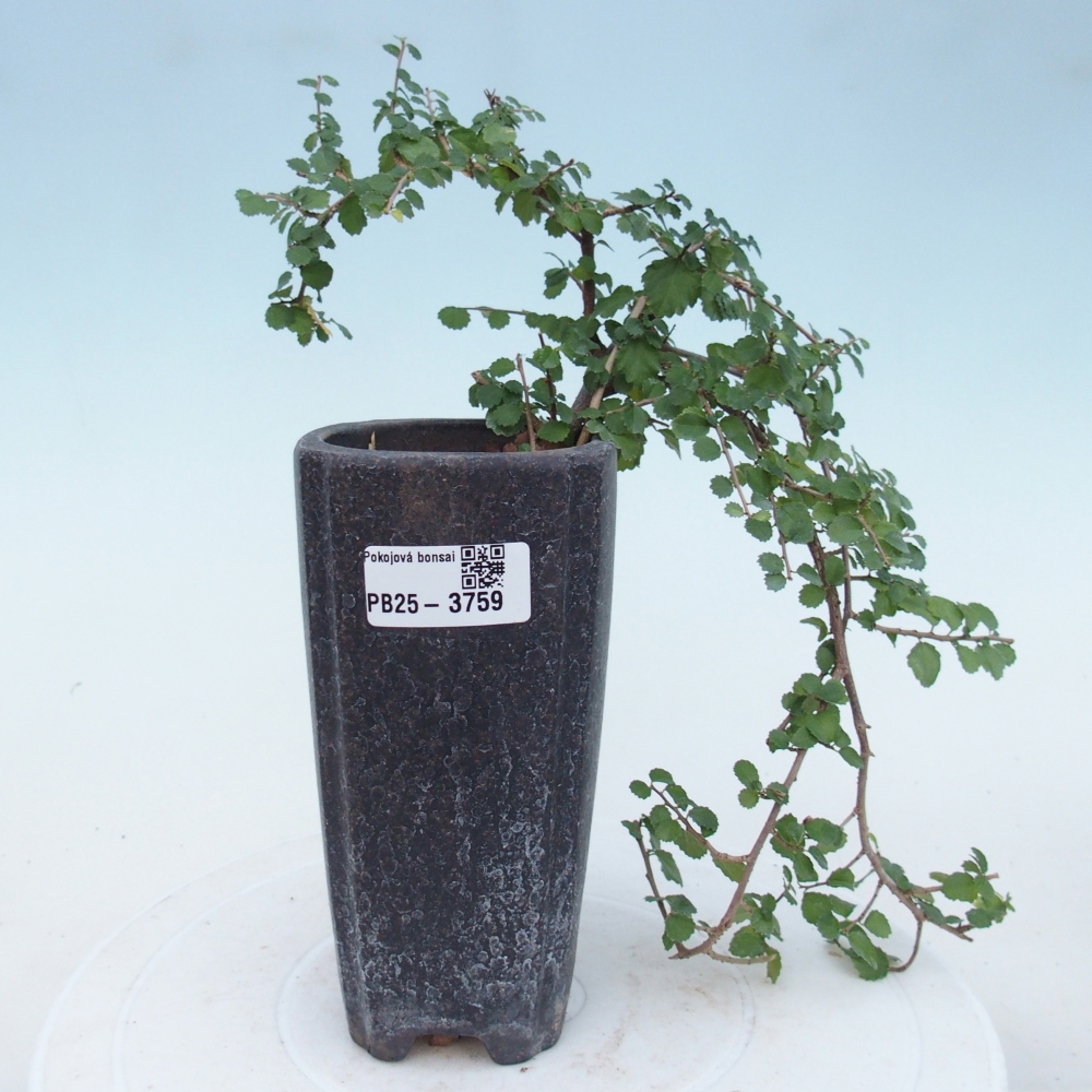 Kamerbonsai - Grewia sp. - Grewia malafolia