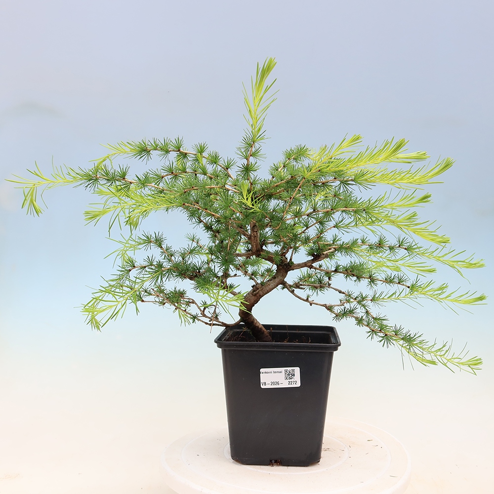 Bonsai voor buiten -Larix decidua - Lariks
