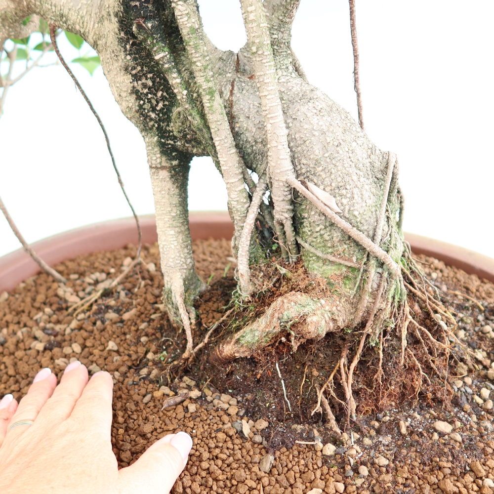 Kamerbonsai - Ficus kimmen - kleinbladige ficus