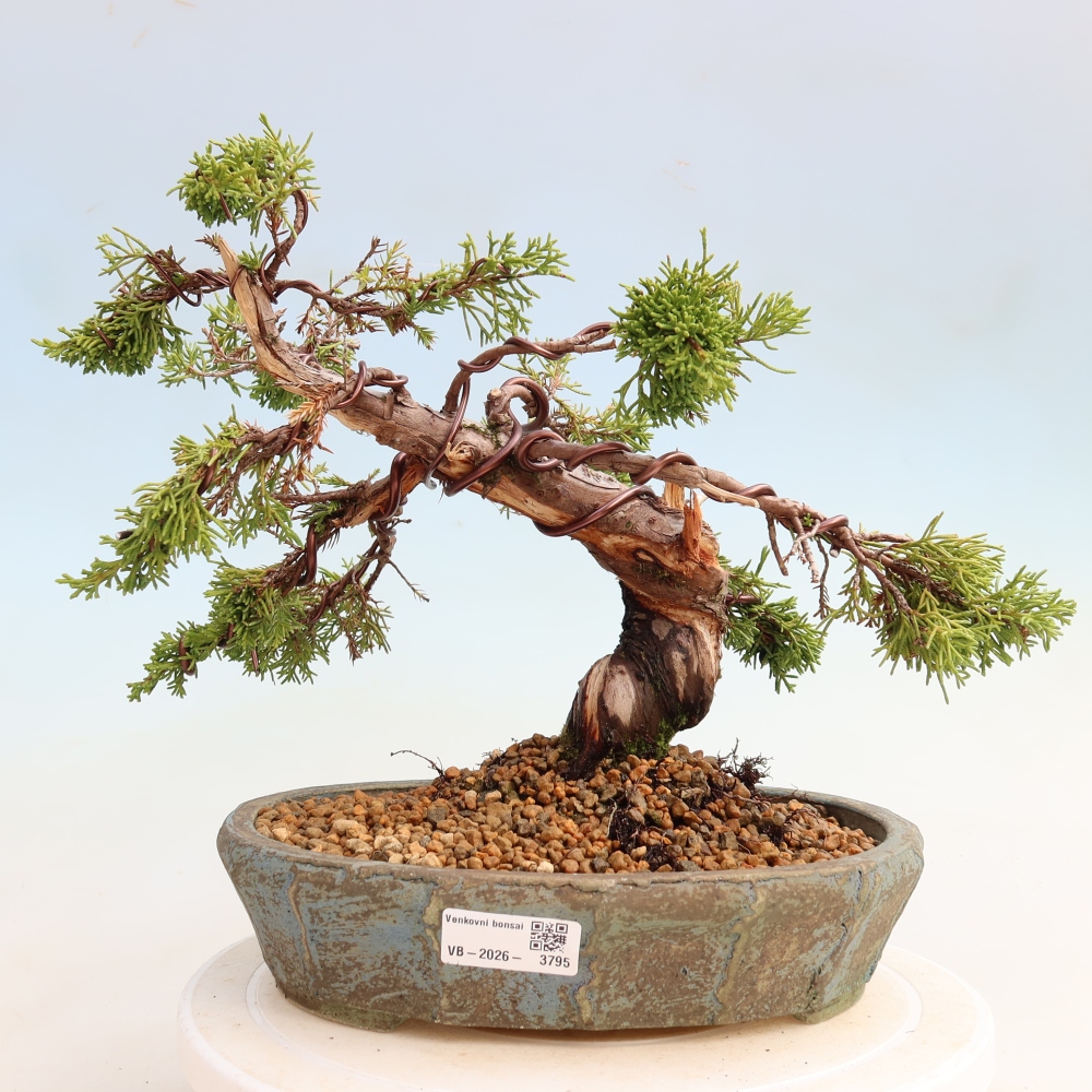 Bonsai voor buiten - Juniperus chinensis Itoigawa-Juniperus chinensis
