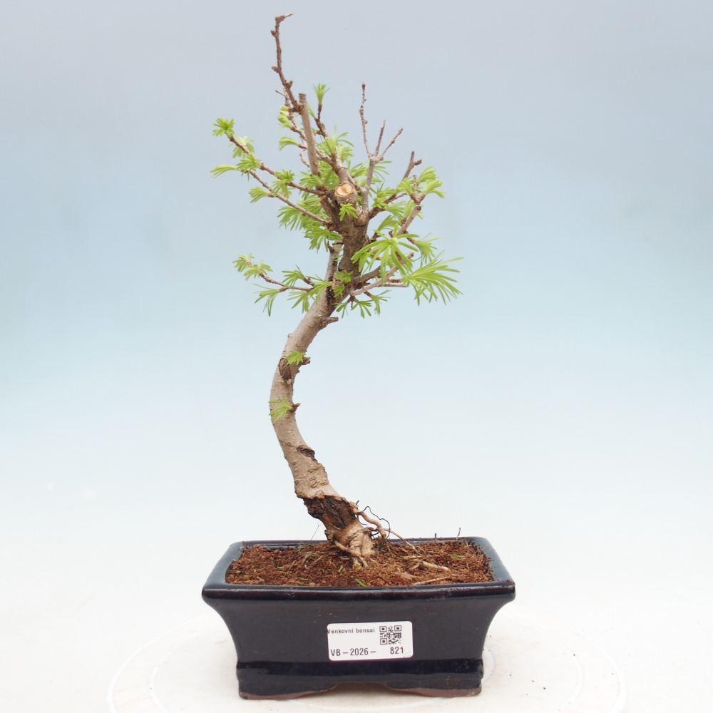Bonsai voor buiten -Pseudolarix amabis-Pseudolarix amabis