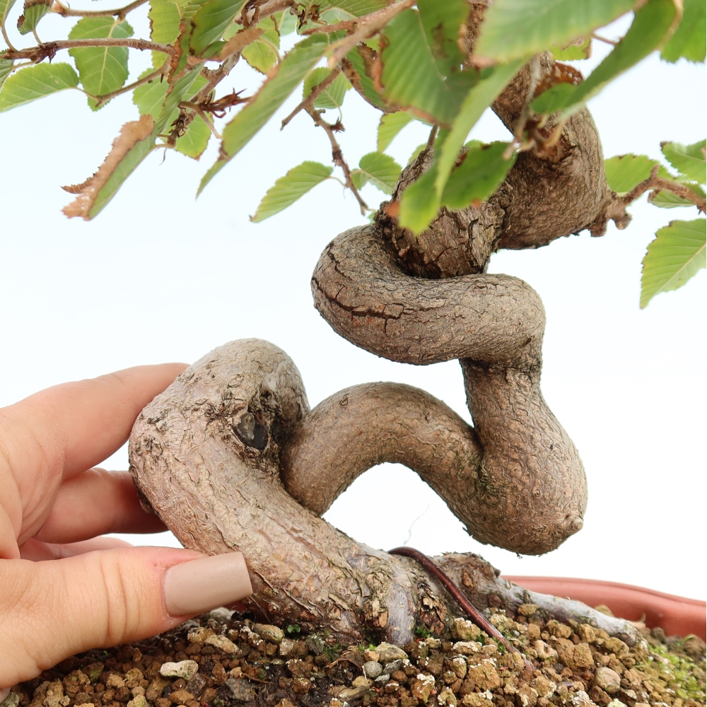 Bonsai voor buiten -Carpinus CARPINOIDES - Koreaanse haagbeuk