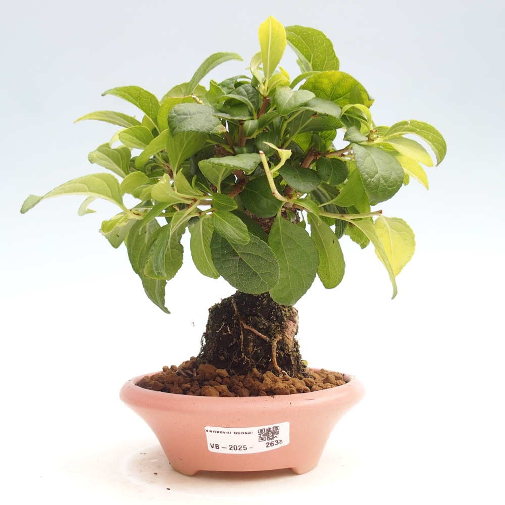 Bonsai voor buiten - Celastrus orbiculatus
