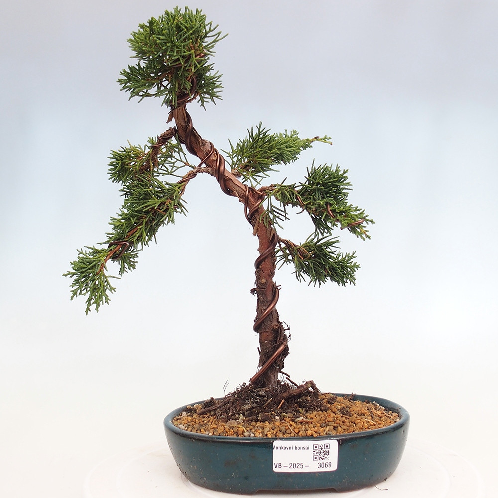 Bonsai voor buiten - Juniperus chinensis Kishu