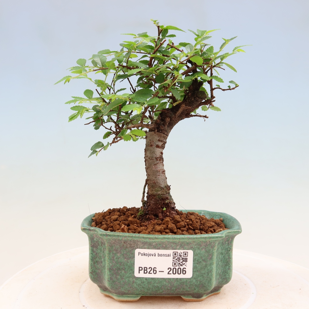 Kamerbonsai - Ulmus parvifolia - Winteriep