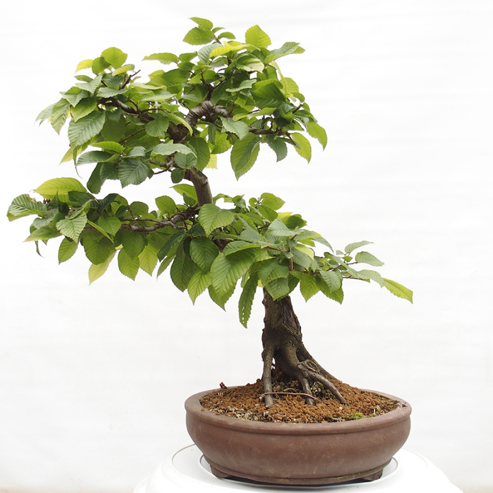 Bonsai voor buiten - Haagbeuk - Carpinus betulus