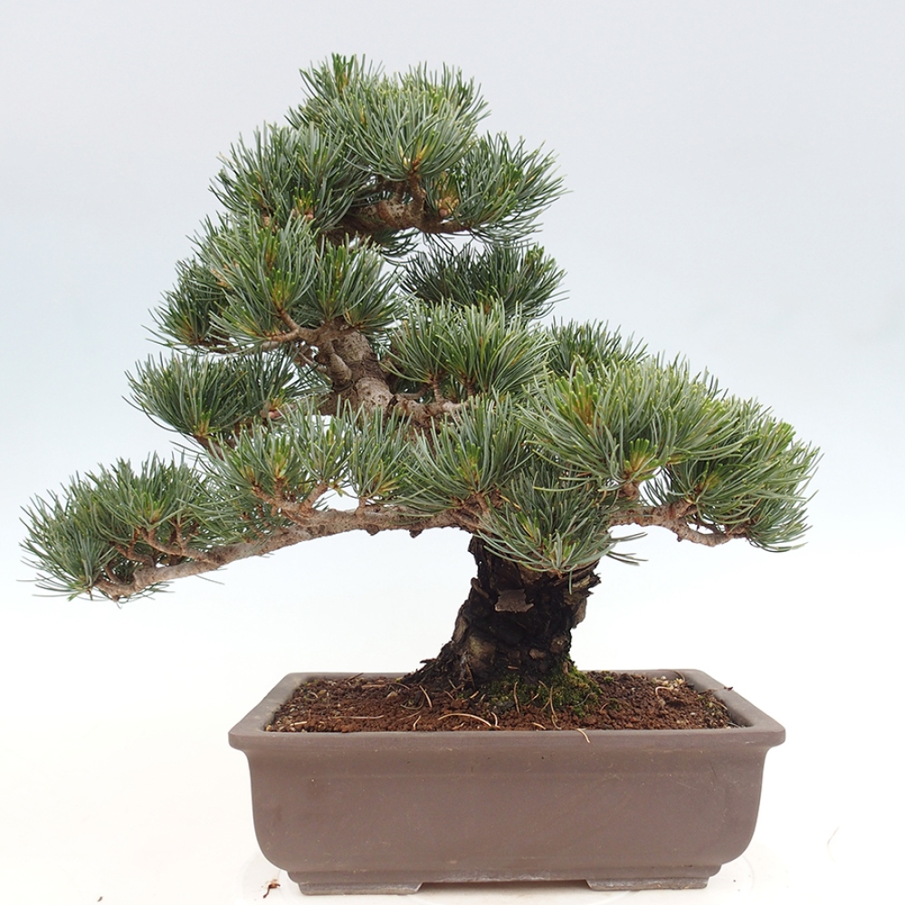 Bonsai voor buiten - Pinus parviflora - Pinus parviflora