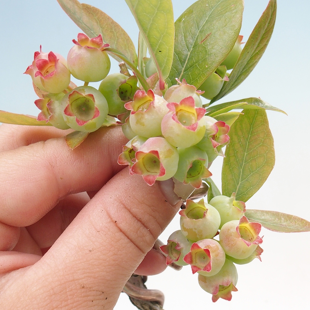 Bonsai voor buiten - Canadese bosbes - Vaccinium corymbosum