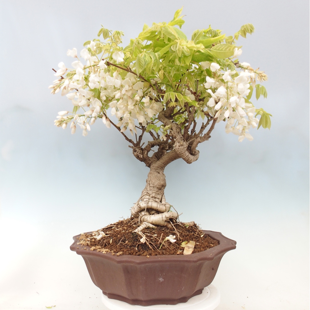 Bonsai voor buiten - Vistaria - Wisteria