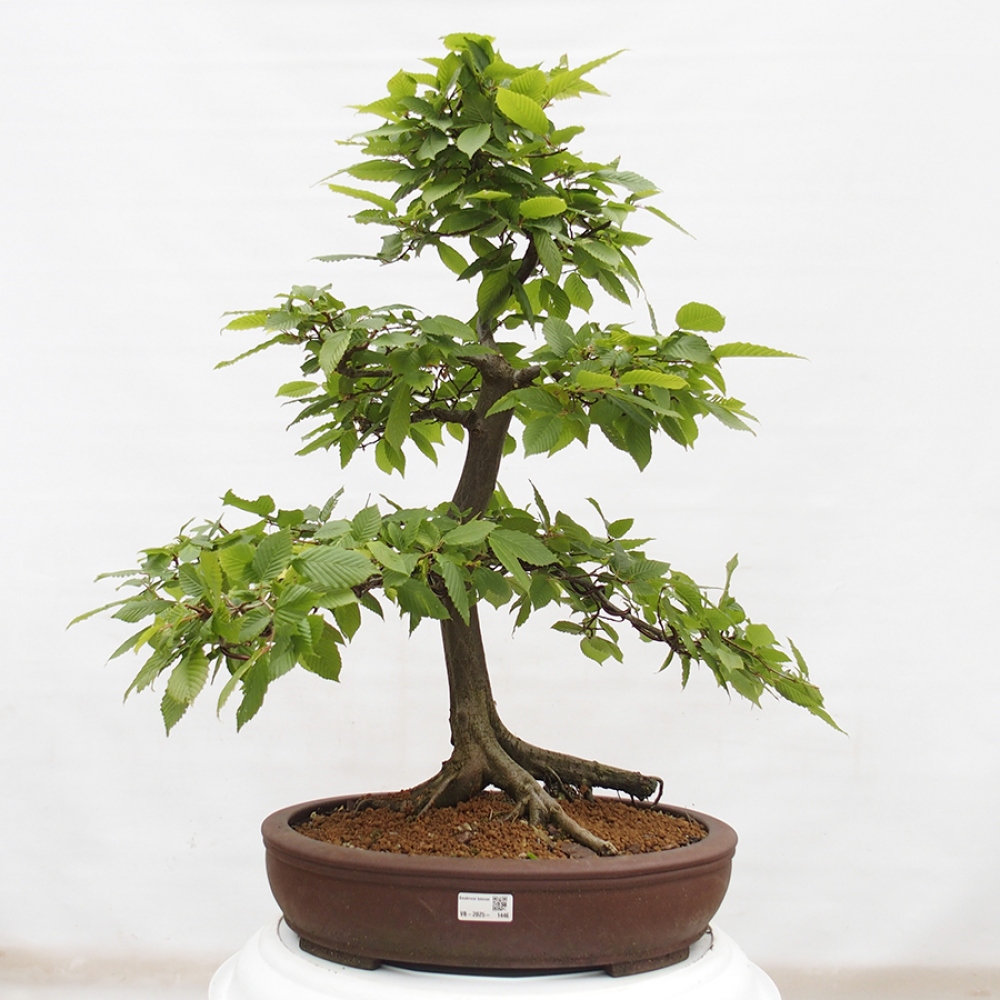 Bonsai voor buiten - Haagbeuk - Carpinus betulus
