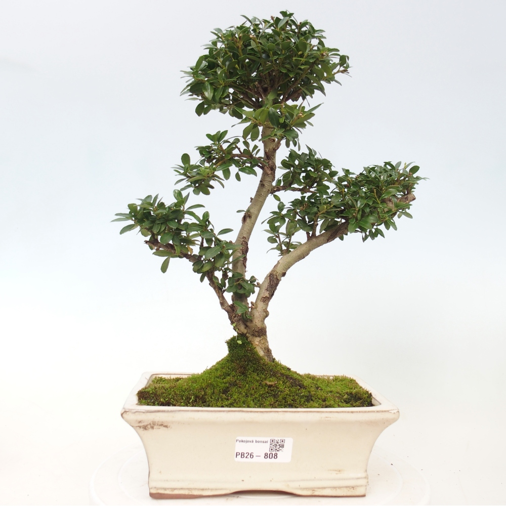 Kamerbonsai - Ilex crenata - Hulst