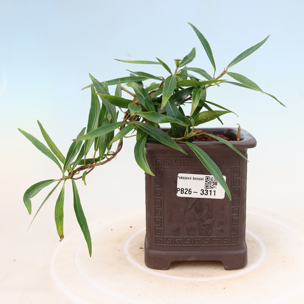 Kamerbonsai - Ficus nerifolia - kleinbladige ficus