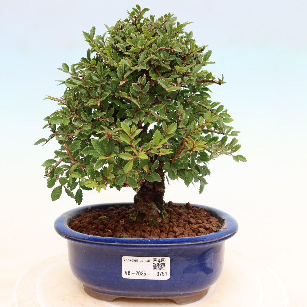 Bonsai voor buiten - Zelkova - Zelkova NIRE