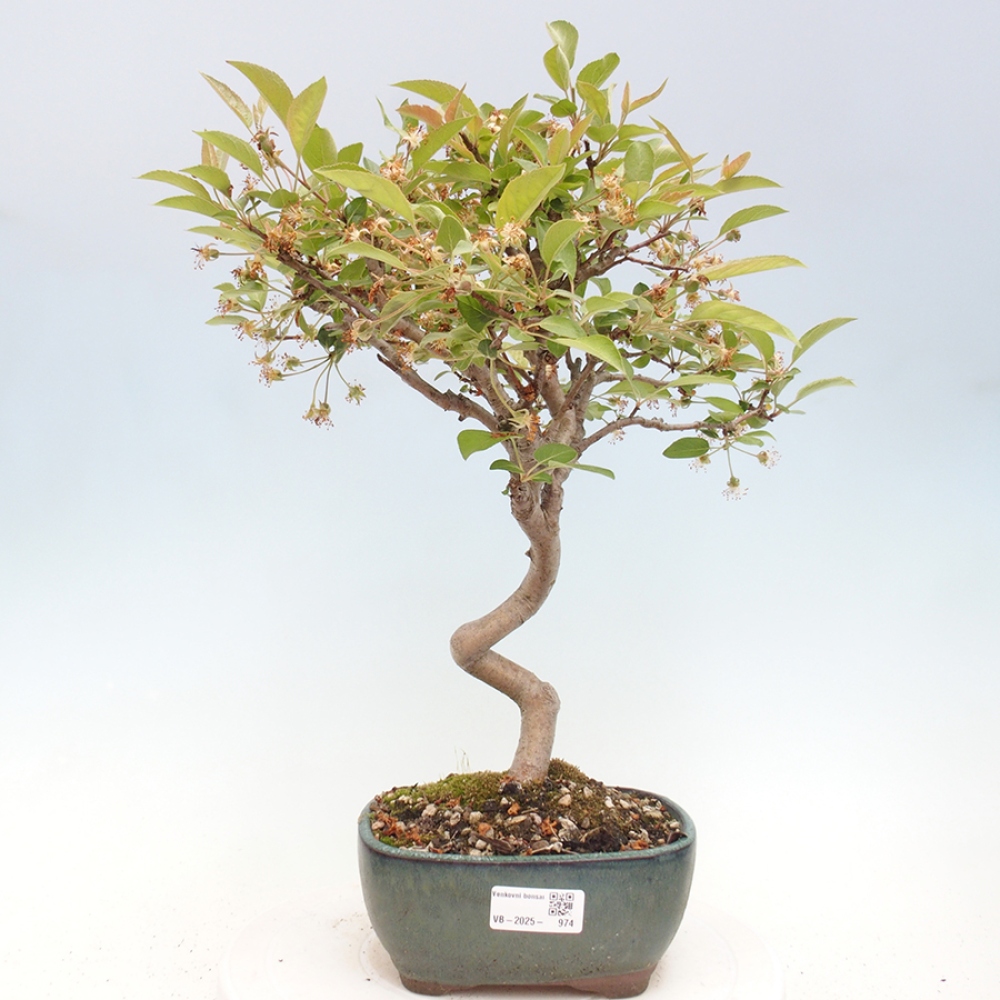 Bonsai voor buiten -Malus halliana - Appelboom met kleine vruchten