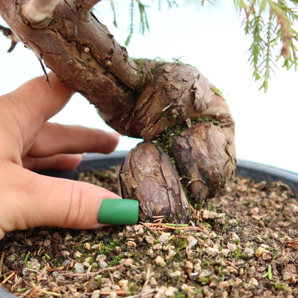Bonsai voor buiten - Juniperus chinensis Itoigawa-Juniperus chinensis