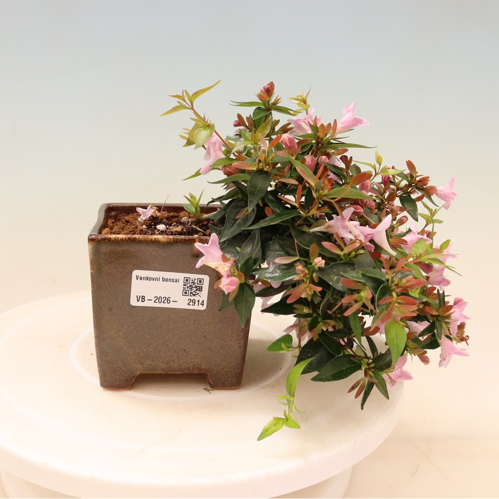 Buitenbonsai - Abelia Edward Goucher - Grootbloemige abelia