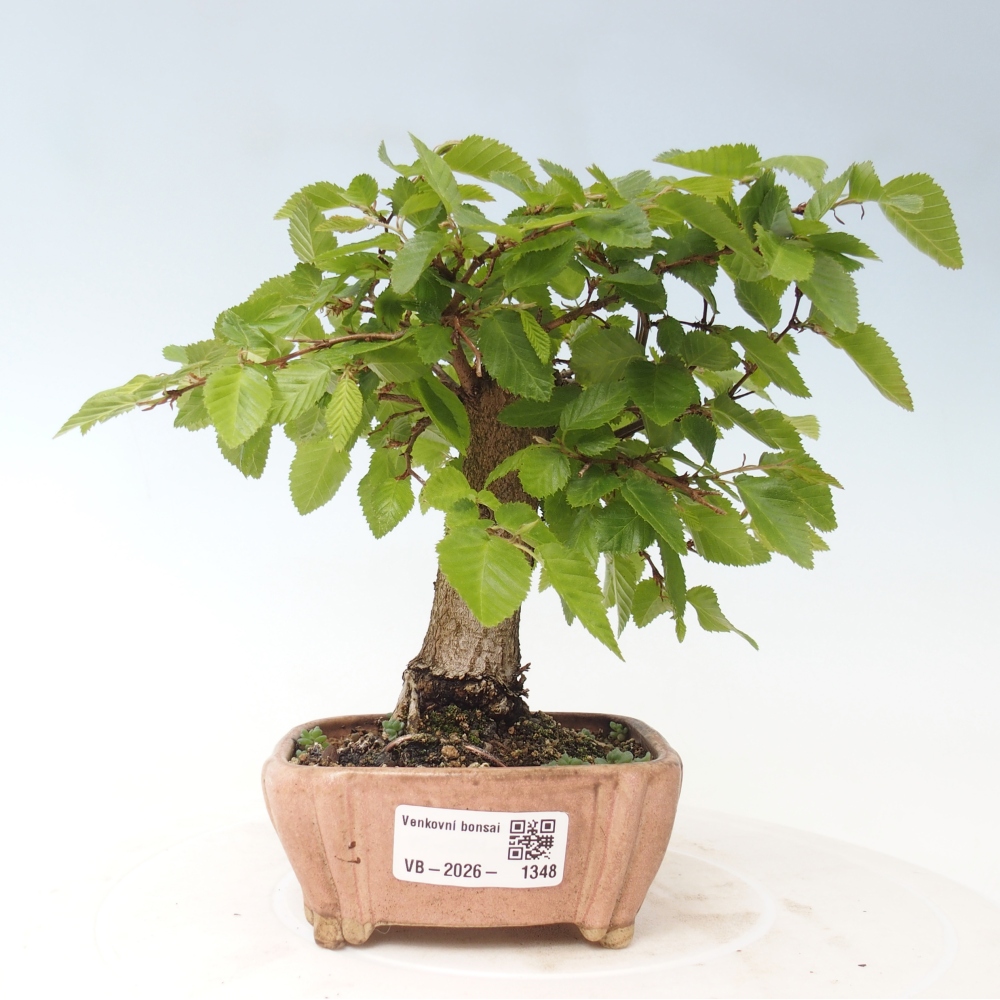 Bonsai voor buiten -Carpinus CARPINOIDES - Koreaanse haagbeuk